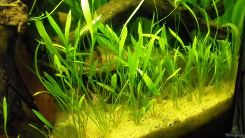 Pflanzen im Aquarium Becken 10738 von -serok- (10)