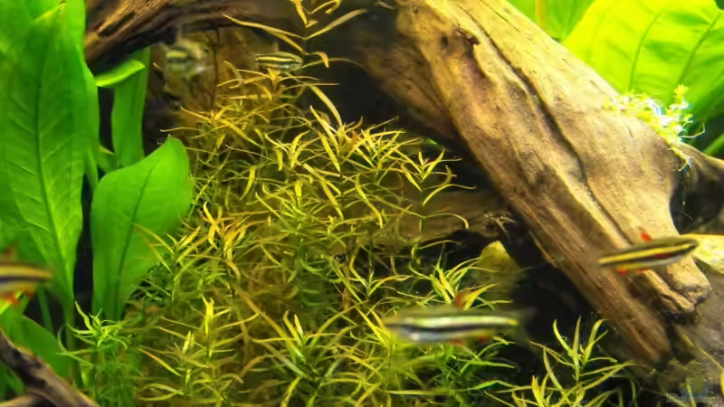 Pflanzen im Aquarium Becken 10738 von -serok- (6)