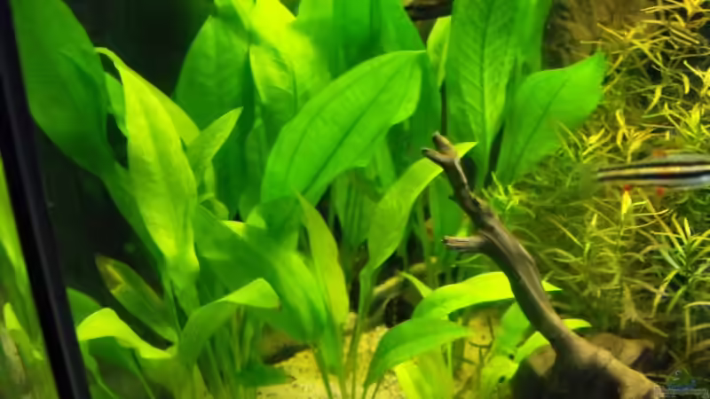 Pflanzen im Aquarium Becken 10738 von -serok- (8)