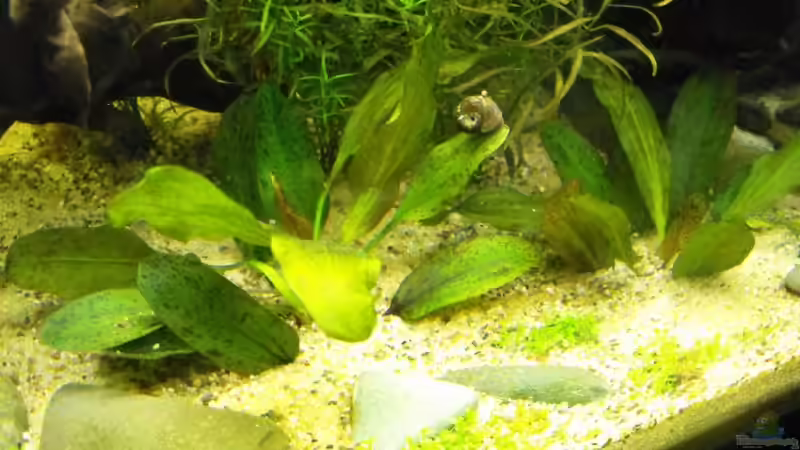 Pflanzen im Aquarium Becken 10738 von -serok- (9)