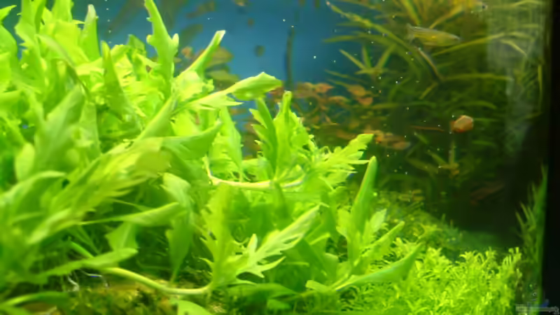 Pflanzen im Aquarium Becken 10757 von Dominic Reimers (10)