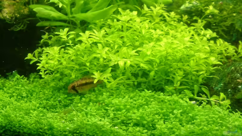 Pflanzen im Aquarium Becken 10757 von Dominic Reimers (11)