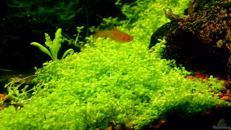 Pflanzen im Aquarium Becken 10757 von Dominic Reimers (7)