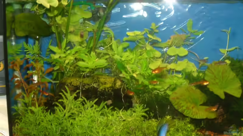 Pflanzen im Aquarium Becken 10757 von Dominic Reimers (9)