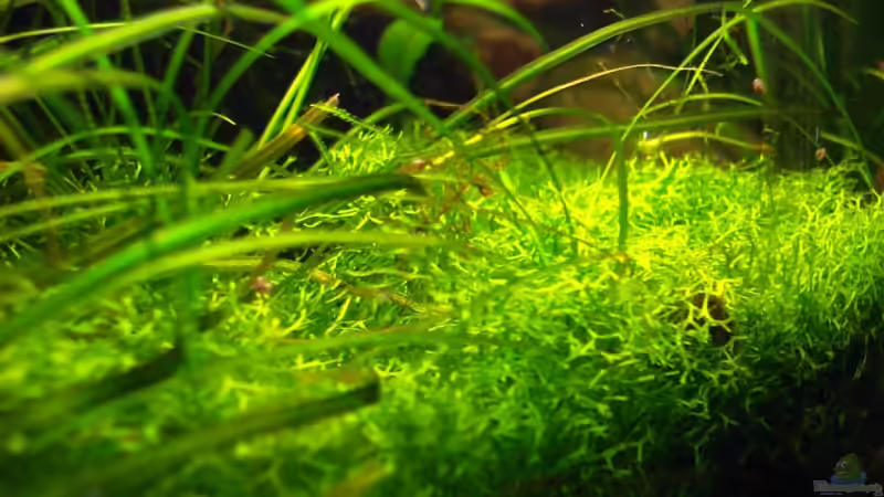 Pflanzen im Aquarium Becken 10794 von Christian J. (4)