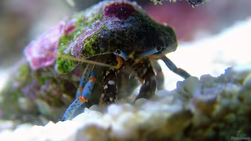 Pflanzen im Aquarium Becken 10801 von Merya (17)