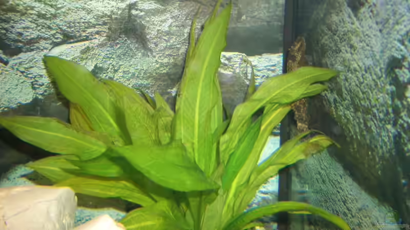 Pflanzen im Aquarium Becken 1082 von Michael Meier (3)