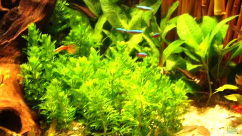 Pflanzen im Aquarium Becken 10861 von Me)-(@niC ©® (10)