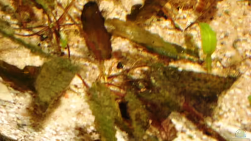 Pflanzen im Aquarium Becken 10861 von Me)-(@niC ©® (11)