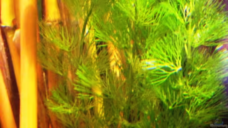 Pflanzen im Aquarium Becken 10861 von Me)-(@niC ©® (12)