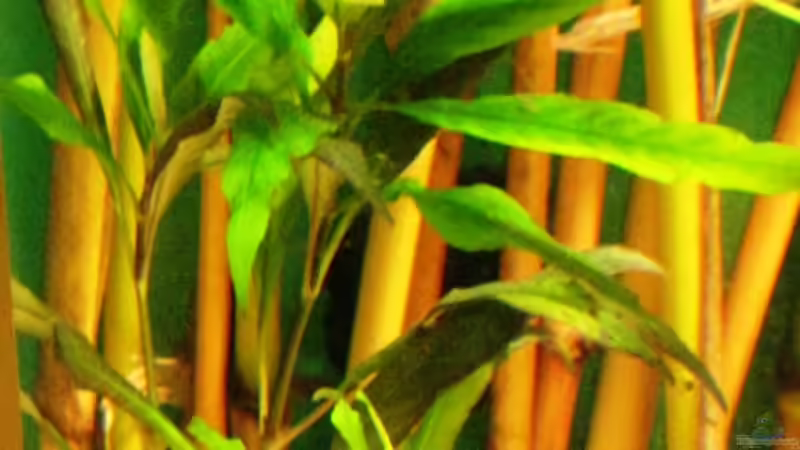 Pflanzen im Aquarium Becken 10861 von Me)-(@niC ©® (15)