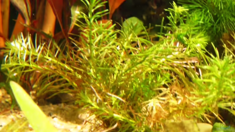 Pflanzen im Aquarium Becken 10861 von Me)-(@niC ©® (17)
