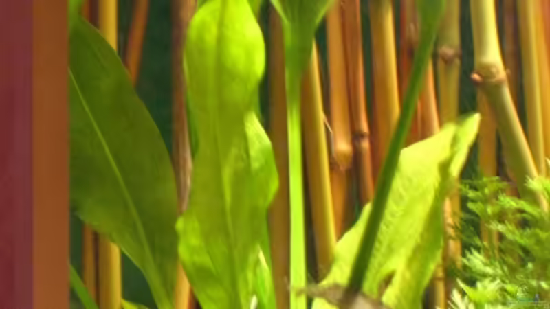 Pflanzen im Aquarium Becken 10861 von Me)-(@niC ©® (6)