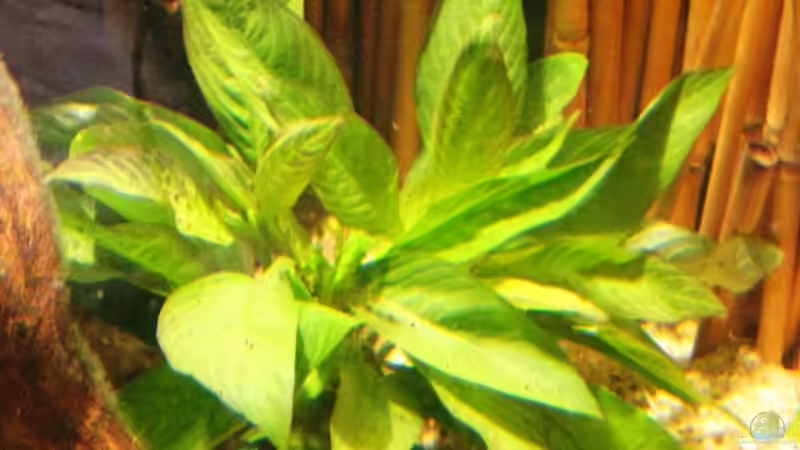 Pflanzen im Aquarium Becken 10861 von Me)-(@niC ©® (8)