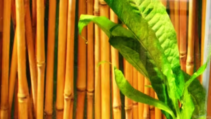 Pflanzen im Aquarium Becken 10861 von Me)-(@niC ©® (9)