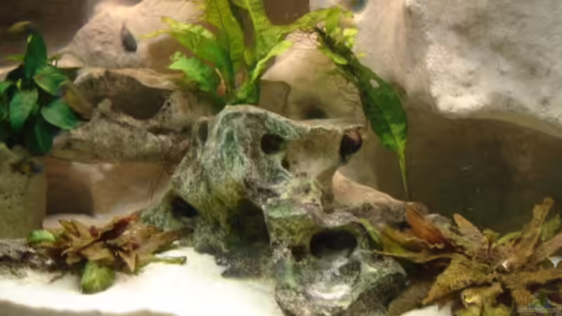 Pflanzen im Aquarium Becken 10874 von Enrico Müller (5)