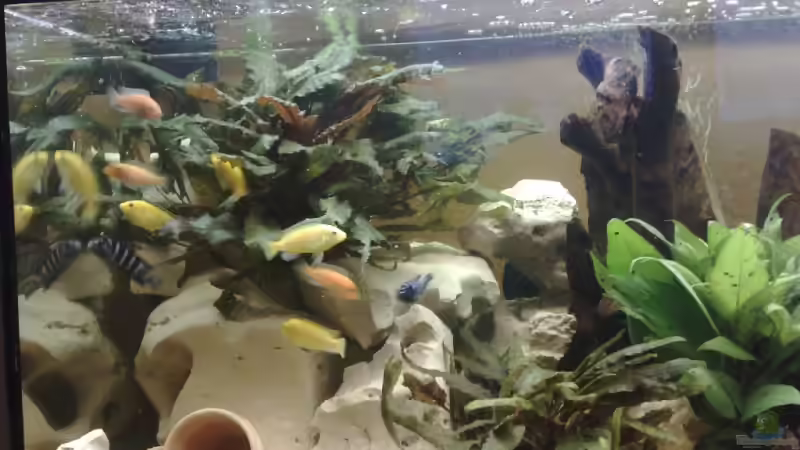 Pflanzen im Aquarium Becken 10898 von bennymotte (10)