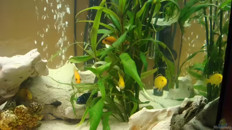 Pflanzen im Aquarium Becken 10898 von bennymotte (12)