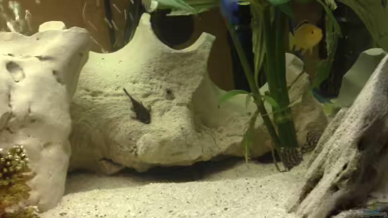 Pflanzen im Aquarium Becken 10898 von bennymotte (13)