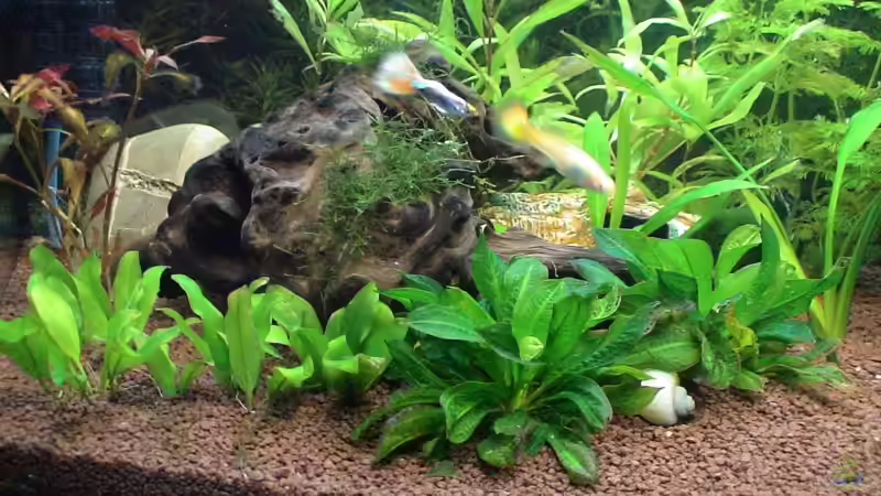 Pflanzen im Aquarium Becken 1090 von Nachtwächter (2)