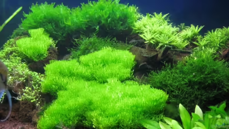 Pflanzen im Aquarium Becken 1090 von Nachtwächter (4)