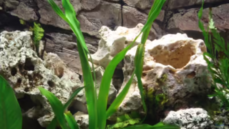 Pflanzen im Aquarium Becken 10914 von Andreas Deutschmann (5)