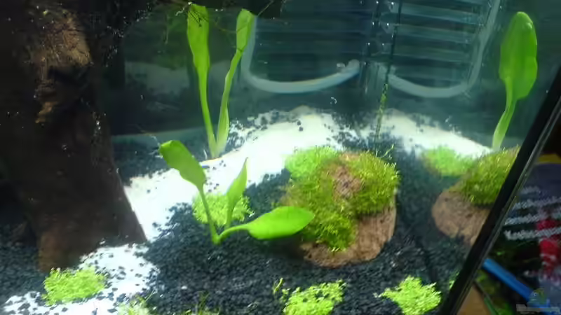 Pflanzen im Aquarium Becken 10927 von Oli (2)