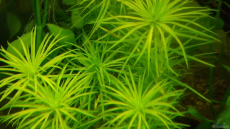 Pflanzen im Aquarium Becken 10939 von Freibel (10)