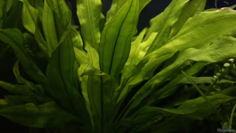 Pflanzen im Aquarium Becken 10951 von Freddy (8)