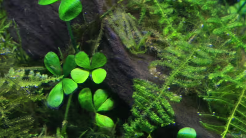 Pflanzen im Aquarium Becken 10952 von Michael Schwendinger (3)