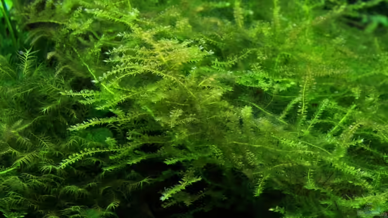 Pflanzen im Aquarium Becken 10952 von Michael Schwendinger (4)