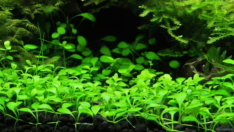 Pflanzen im Aquarium Becken 10952 von Michael Schwendinger (5)