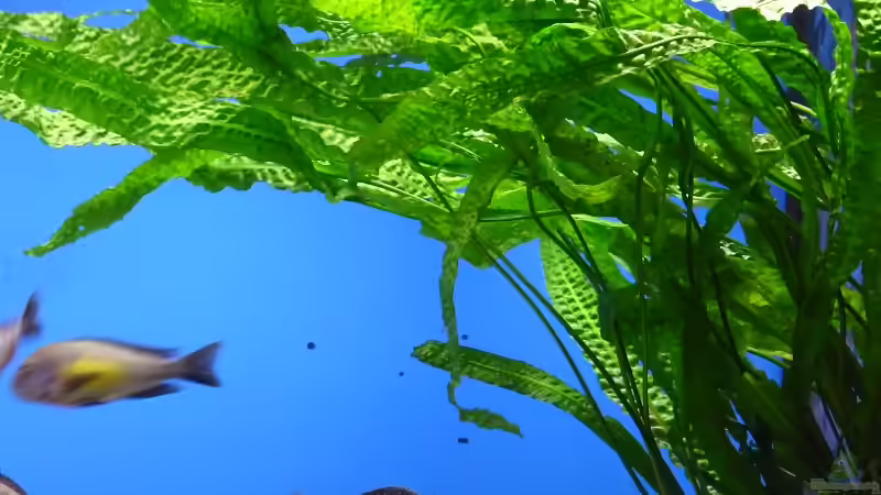 Pflanzen im Aquarium Becken 10971 von horiyoshi (3)