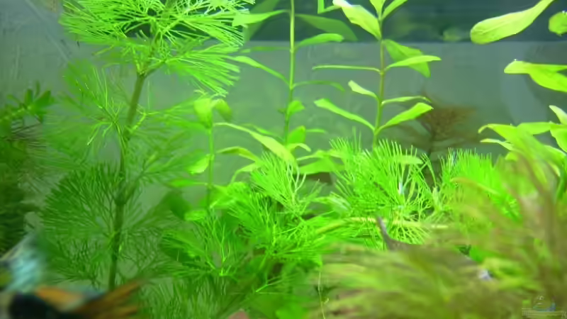 Pflanzen im Aquarium Becken 10999 von Belvina (3)
