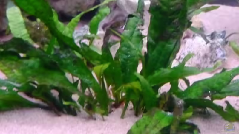 Pflanzen im Aquarium Becken 11000 von Berliner Tom (6)