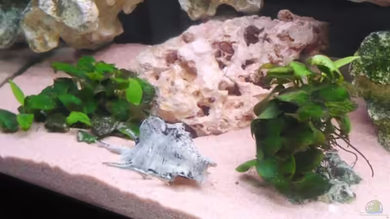 Pflanzen im Aquarium Becken 11000 von Berliner Tom (7)