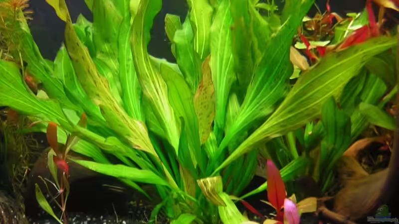 Pflanzen im Aquarium Becken 11011 von Remo Hannemann (3)