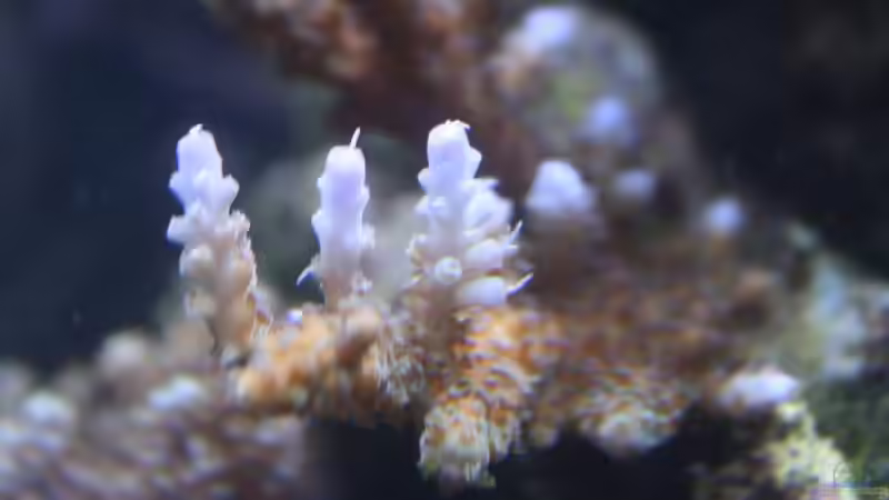 Pflanzen im Aquarium Becken 11016 von Stephan Ascher (40)