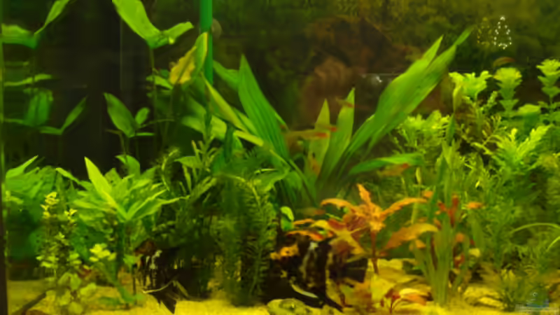 Pflanzen im Aquarium Becken 11021 von Martina & Andreas Deutschmann (10)