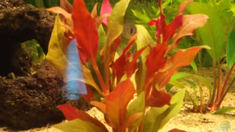 Pflanzen im Aquarium Becken 11021 von Martina & Andreas Deutschmann (5)