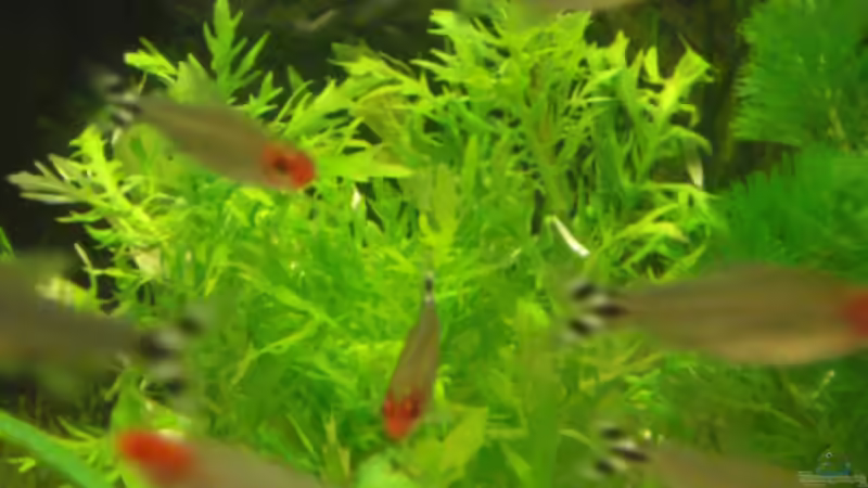 Pflanzen im Aquarium Becken 11021 von Martina & Andreas Deutschmann (6)