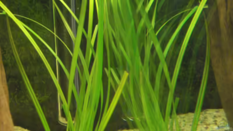 Pflanzen im Aquarium Becken 11021 von Martina & Andreas Deutschmann (9)