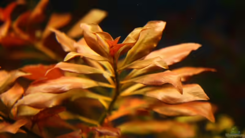 Pflanzen im Aquarium Becken 11042 von Andreas Christ (10)