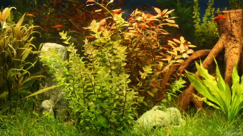 Pflanzen im Aquarium Becken 11042 von Andreas Christ (8)