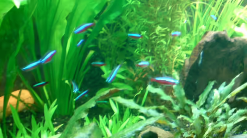 Pflanzen im Aquarium Becken 11043 von Oliver Bäcker (4)