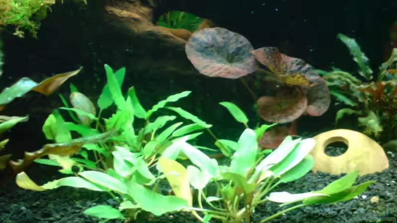 Pflanzen im Aquarium Becken 11043 von Oliver Bäcker (5)