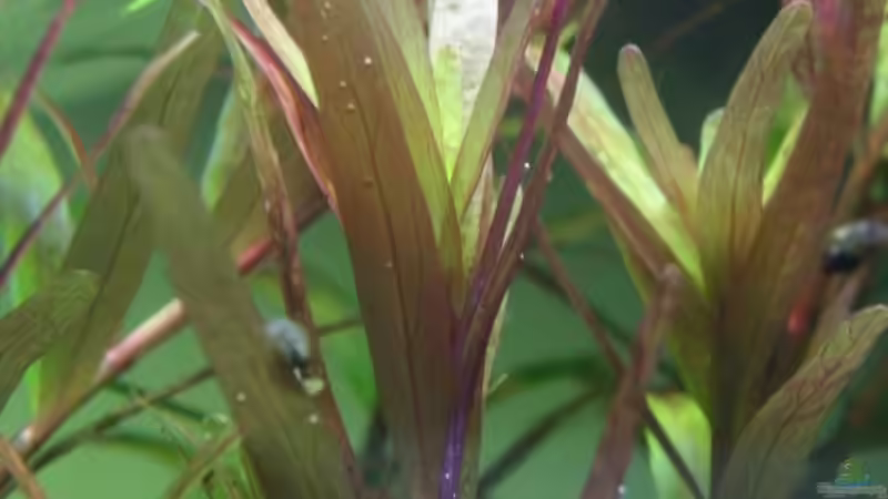 Pflanzen im Aquarium Becken 11047 von Jasmin (4)