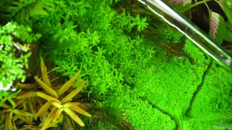 Pflanzen im Aquarium Becken 11047 von Jasmin (6)