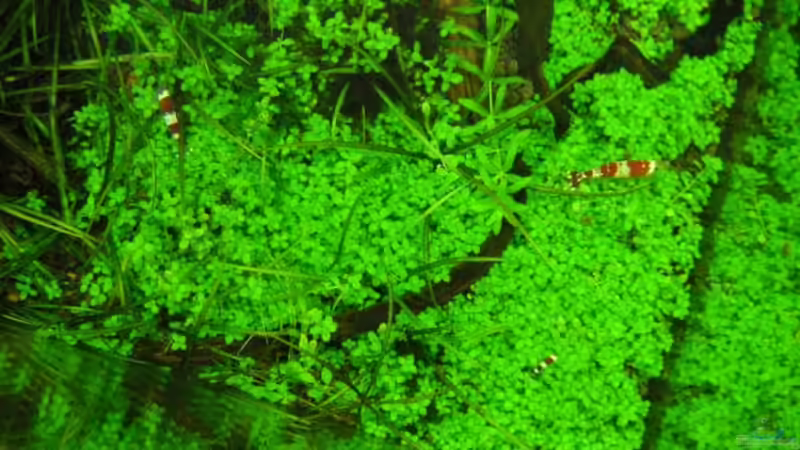 Pflanzen im Aquarium Becken 11047 von Jasmin (7)