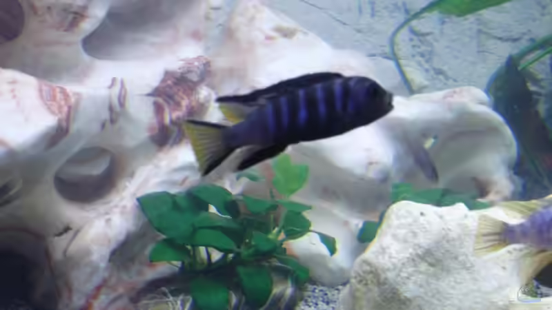 Pflanzen im Aquarium Becken 11078 von Frank S. (4)